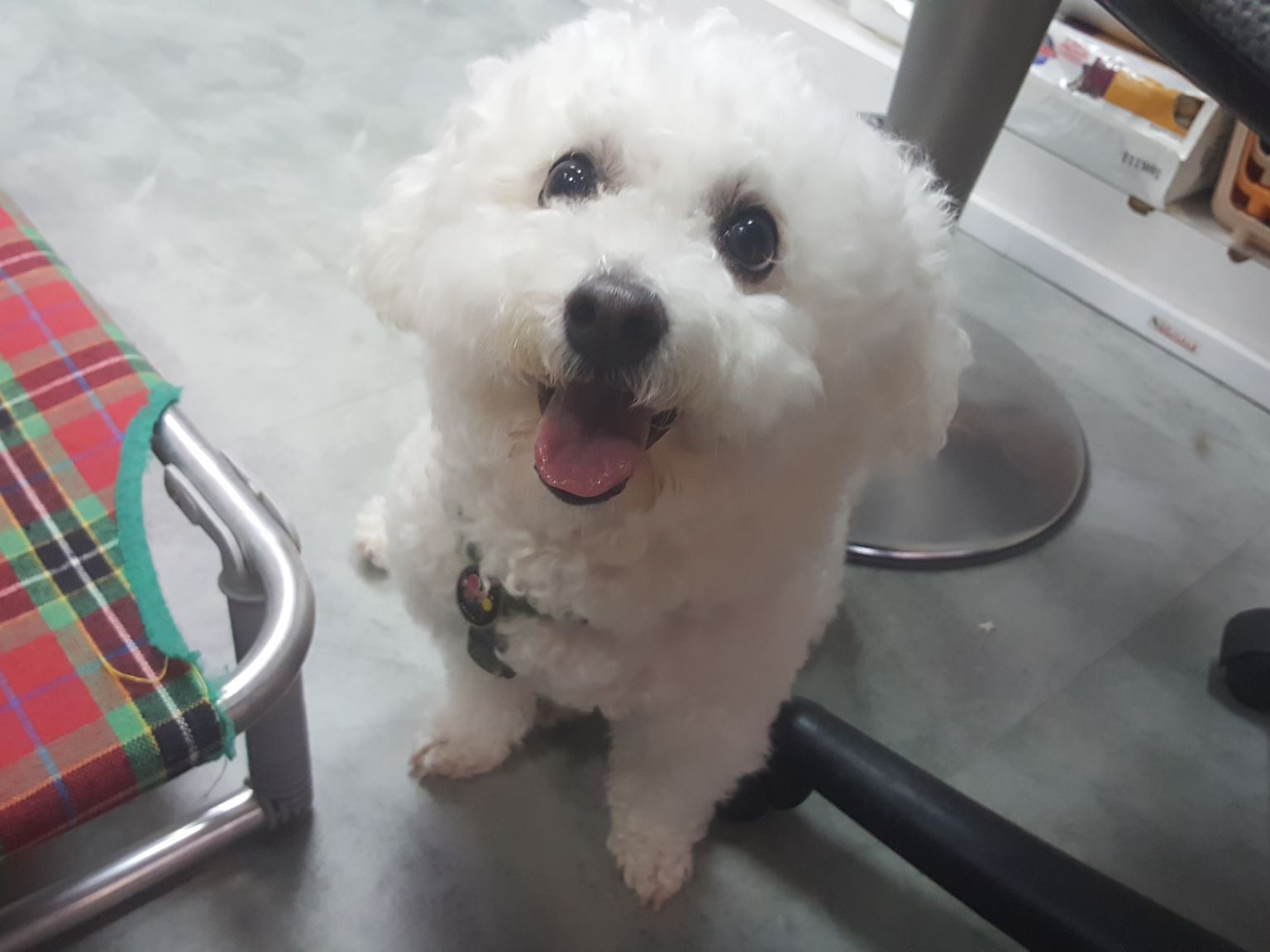 spca hong kong adoption