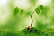 greeneryday1