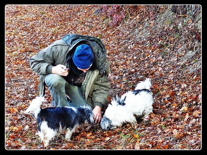 Truffle hunting in Provence
