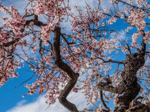 OLYMPUS DIGITAL CAMERA Almond time again!