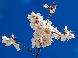 OLYMPUS DIGITAL CAMERA A piercing sky and almond blossom beauty