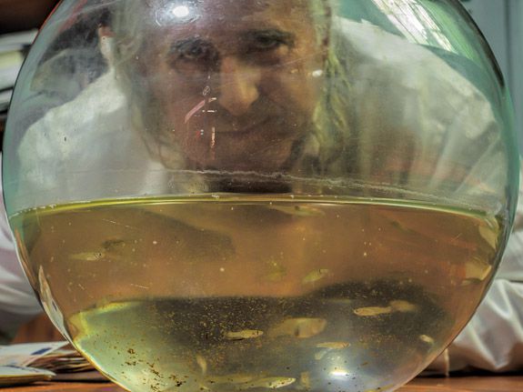 spanish artists Life in the goldfish bowl