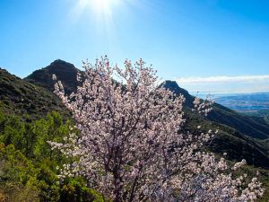 OLYMPUS DIGITAL CAMERA A few almond trees were even in bloom