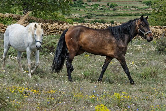 spanish mountain life Some people keep horses too, including my neighbour