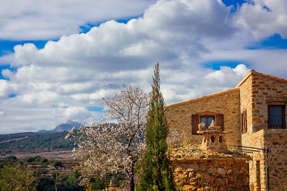 spanish mountain life A wild almond tree that self-seeded at the end of my terrace in EL Maestrat