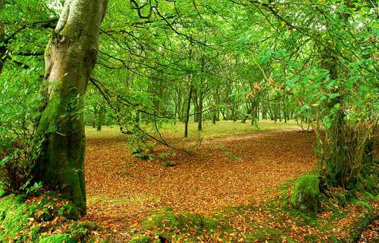 farewells pet crematorium