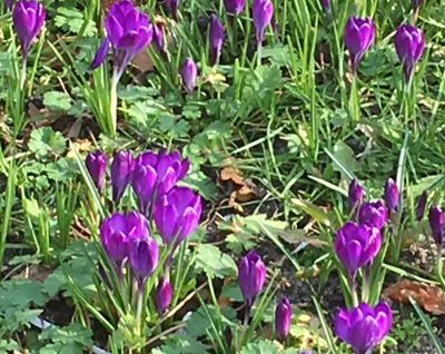 purple crocus in bloom in The Hague