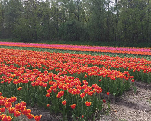 colourful Dutch tulip bulb field in Holland