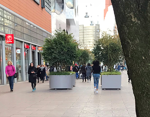 green trees added to Grote Marktstraat in The Hague