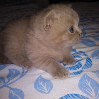 British Short Hair Kittens Pets Animals Classifieds Cyprus