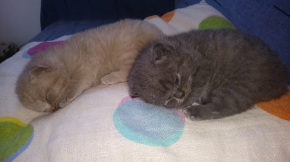 British Short Hair Kittens Pets Animals Classifieds Cyprus