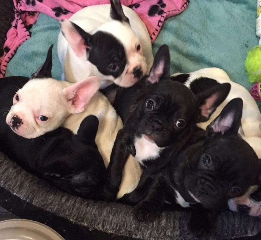French Bulldog Puppies Pets Animals Classifieds Cyprus Angloinfo