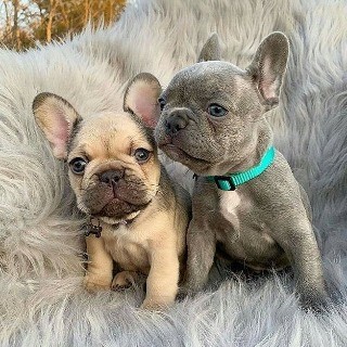 French Bulldog Puppies Pets Animals Classifieds Cyprus Angloinfo