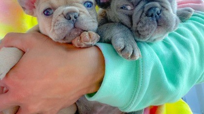 French Bulldog Puppies Pets Animals Classifieds Cyprus Angloinfo