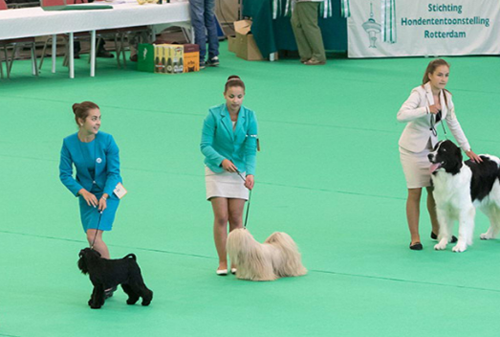 Rotterdam Dog Show - South Holland Events - Angloinfo